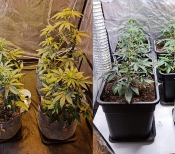 Visso, una serra in casa per coltivare marijuana: denunciato dai carabinieri Visso, una serra in casa per coltivare marijuana: denunciato dai carabinieri