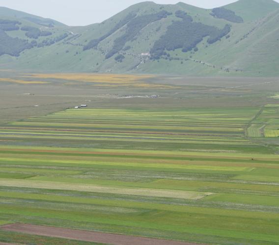 Fioritura Castelluccio 2025: date, accessi, parcheggi e navette per visitare i Piani in sicurezza Fioritura Castelluccio 2025: date, accessi, parcheggi e navette per visitare i Piani in sicurezza