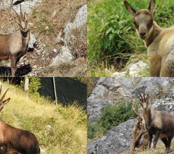 Fiastra, due nuovi esemplari per il Museo del Camoscio: i Sibillini raccontati attraverso la fauna Fiastra, due nuovi esemplari per il Museo del Camoscio: i Sibillini raccontati attraverso la fauna