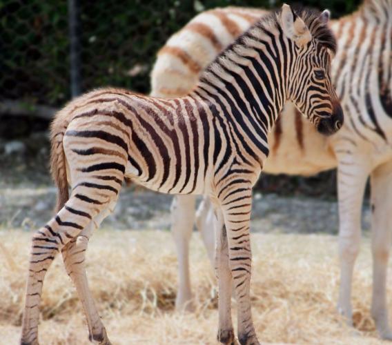 Il Parco Zoo Falconara dà il benvenuto a un cucciolo di zebra Il Parco Zoo Falconara dà il benvenuto a un cucciolo di zebra