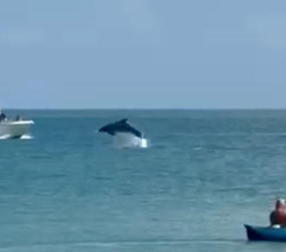 Porto Recanati si sveglia con lo spettacolo dei delfini (VIDEO)