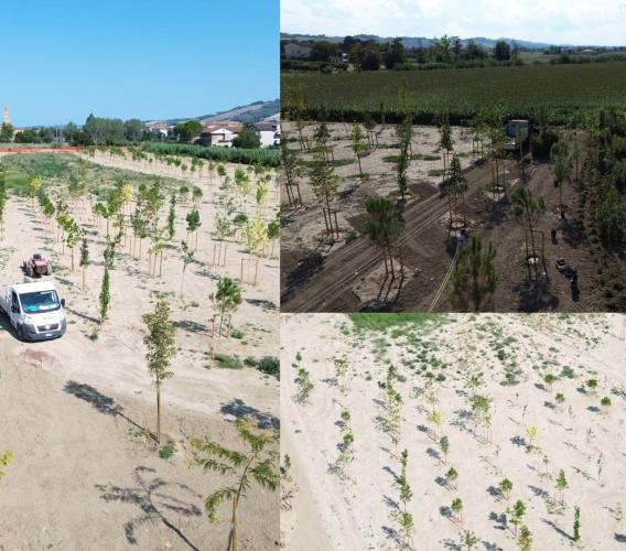 Morrovalle, prende forma il nuovo bosco urbano: concluso il primo stralcio a Trodica Morrovalle, prende forma il nuovo bosco urbano: concluso il primo stralcio a Trodica