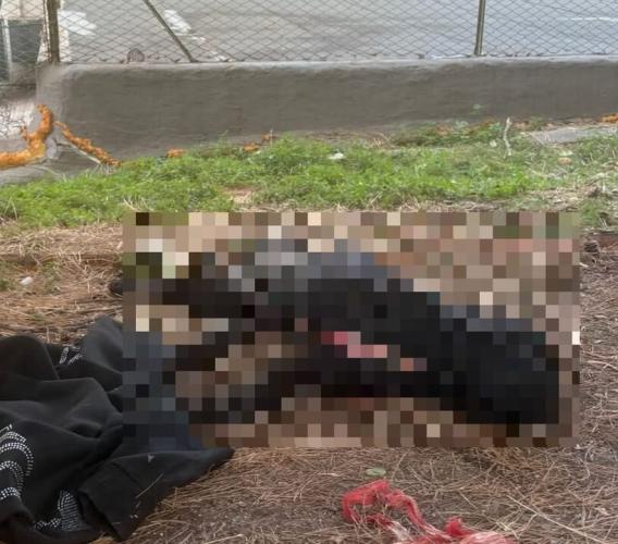 Poliziotto spara e uccide un pitbull: "Difesa personale". La proprietaria: "Lo tenevo dal collare"