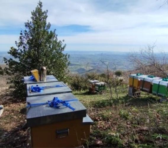 Miele d’eccellenza a Cessapalombo: Diego Coperchio ottiene la seconda Goccia d’Oro Miele d’eccellenza a Cessapalombo: Diego Coperchio ottiene la seconda Goccia d’Oro
