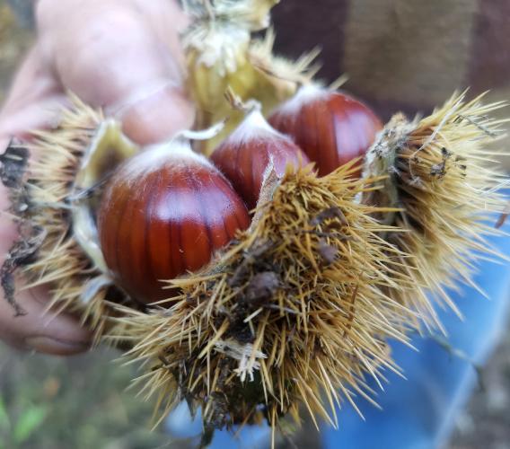 Castelsantangelo, torna la Sagra del Marrone Castellano: un weekend dedicato ai sapori e alle tradizioni