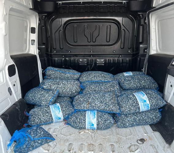 Civitanova, blitz della Guardia Costiera: sequestrati 3 quintali di vongole non tracciate