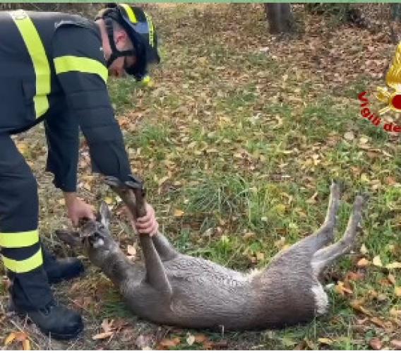 Capriolo cade in un vascone di contenimento: intervengono i Vigili del fuoco
