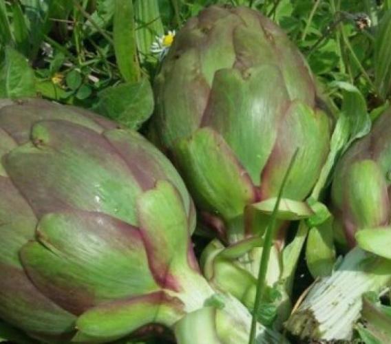 Il carciofo torna protagonista a Montelupone: al via la 63ª edizione della sagra