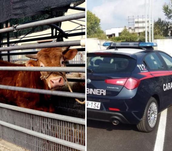 Morrovalle, scoperto un mattatoio clandestino a Trodica: quattro denunce e 40 animali tratti in salvo
