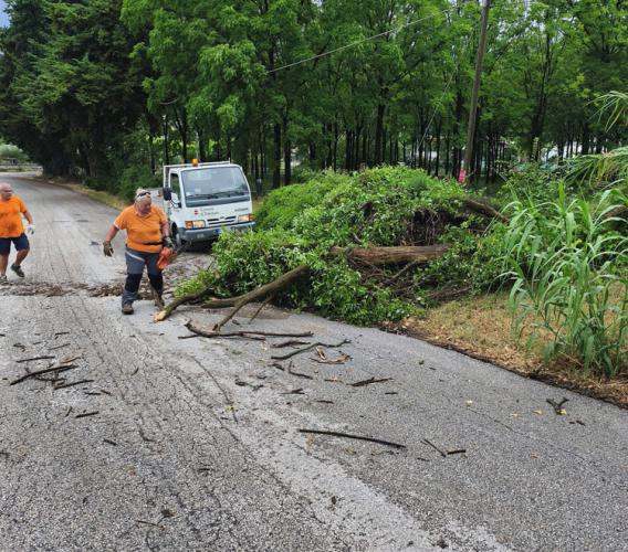 Maltempo, alberi abbattuti e disagi sulla statale 78: "A Urbisaglia eccezionale tromba d'aria" (FOTO)