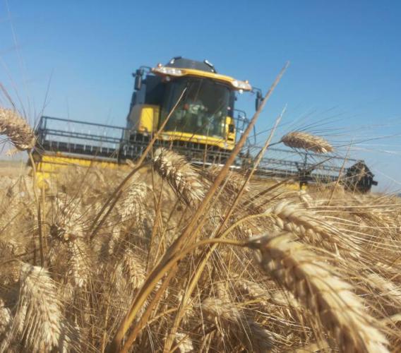 Confagricoltura Marche: "Grano duro, prezzi sotto i costi e aziende a rischio"