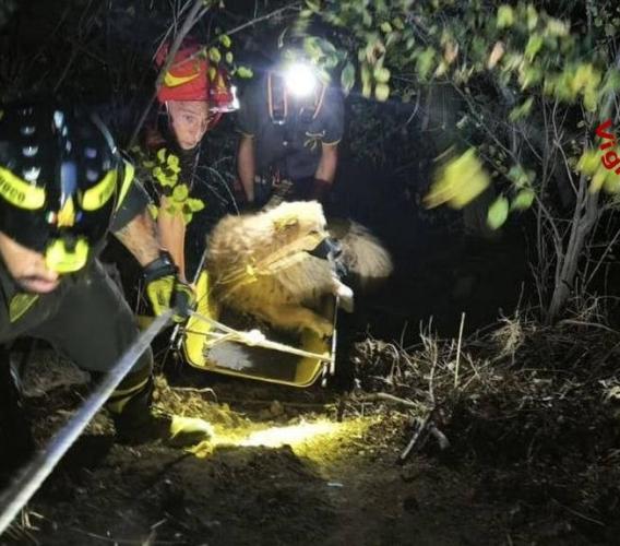 Cane cade in una scarpata per diversi metri: recuperato dai vigili del fuoco