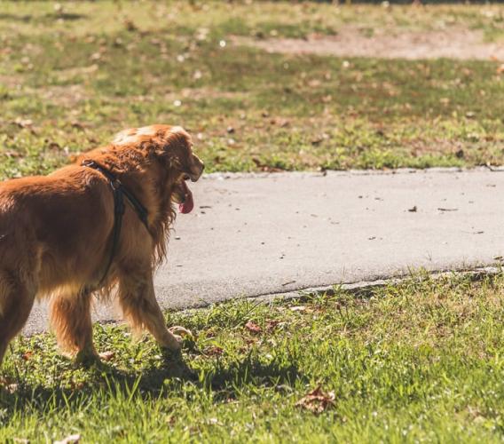 Corridonia - Spaventato dal cane del vicino, cade e viene licenziato: condanna da 112mila euro per il proprietario