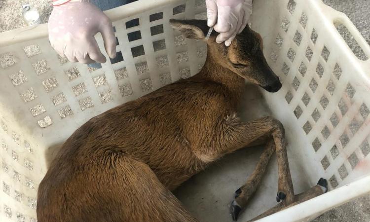 Fiuminata, capriolo finisce nella vasca di carico di una centrale idroelettrica: recuperato (FOTO) Fiuminata, capriolo finisce nella vasca di carico di una centrale idroelettrica: recuperato (FOTO)