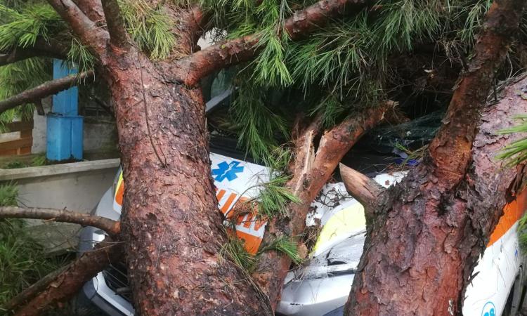 Tragedia sfiorata a Porto Recanati: albero cade sull'ambulanza della Croce Azzurra (FOTO)