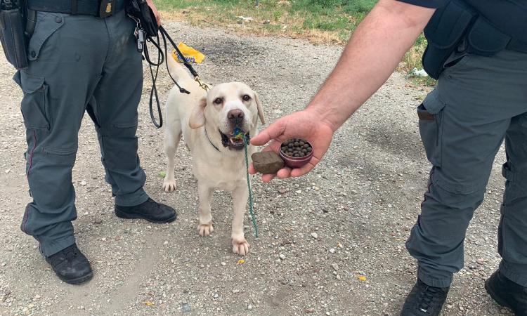 Il cane Wally della cinofila fiuta 80 dosi di hashish: irruzione della Polizia all'Hotel House Il cane Wally della cinofila fiuta 80 dosi di hashish: irruzione della Polizia all'Hotel House