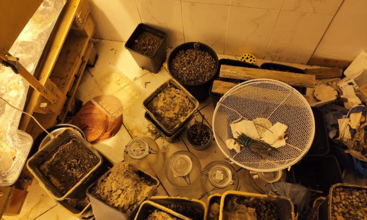 Matelica, trasforma la casa in una serra per coltivare marijuana: arrestato operaio 28enne (FOTO E VIDEO)