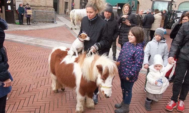 Recanati, la Festa di Sant'Antonio Abate affolla piazza Leopardi (FOTOGALLERY)