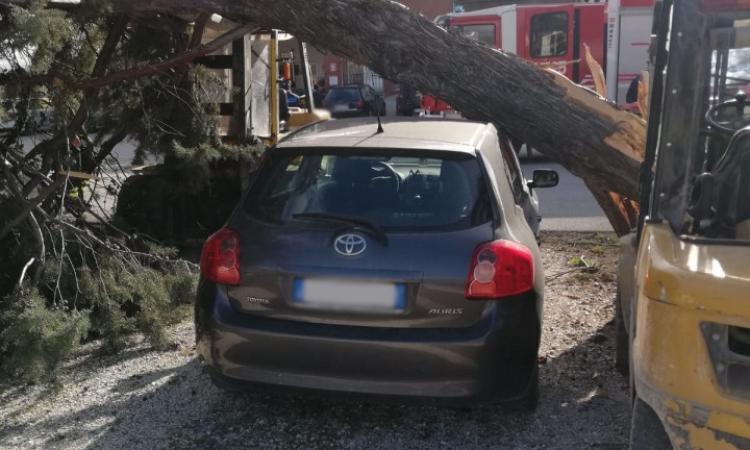 Maltempo, alberi e rami caduti per le forti raffiche di vento: interventi a Tolentino e Caldarola
