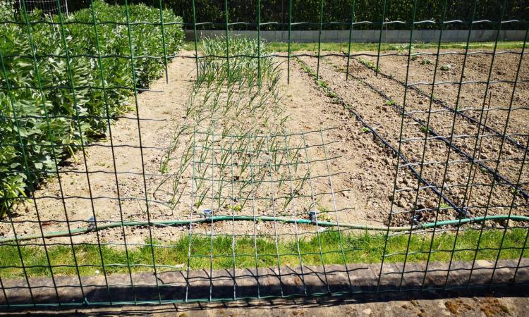 Macerata, curioso furto in un orto: ladri squarciano la recinzione e fanno incetta di piantine d'aglio (FOTO)