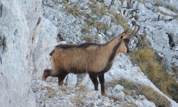 Parco dei Monti Sibillini: "Pronti ad accogliere dopo il lockdown" Parco dei Monti Sibillini: "Pronti ad accogliere dopo il lockdown"