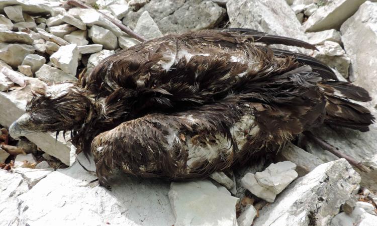 Aquila reale uccisa a colpi di fucile, Federcaccia Macerata: "Atto di vile bracconaggio" Aquila reale uccisa a colpi di fucile, Federcaccia Macerata: "Atto di vile bracconaggio"