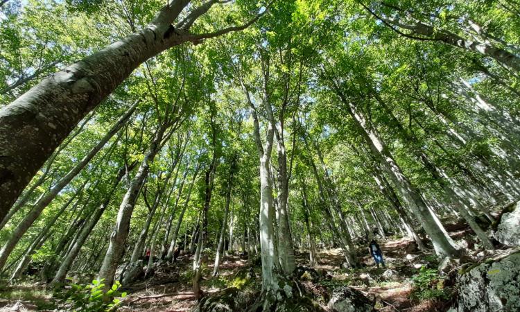 Parco Nazionale dei Sibillini: al via il martelloscopio, un progetto per la gestione delle foreste