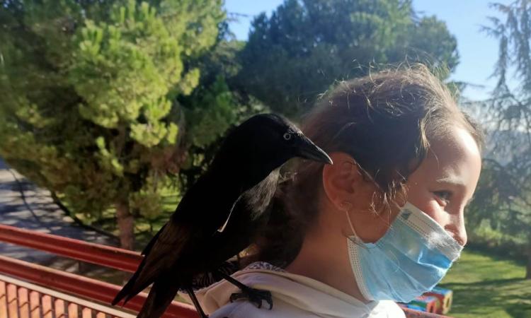 Potenza Picena, a scuola arriva un nuovo vivace "alunno": lezione con una taccola Potenza Picena, a scuola arriva un nuovo vivace "alunno": lezione con una taccola
