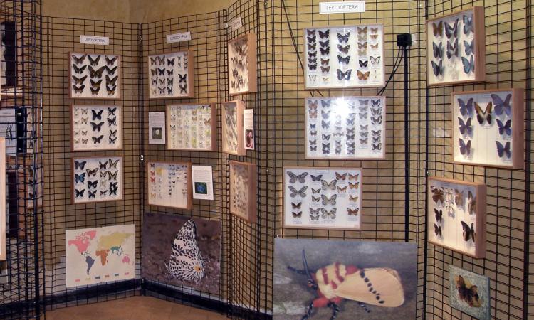 Macerata, riapre il museo di Storia Naturale: visite gratuite e Green pass obbligatorio