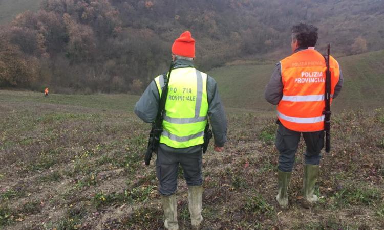 Troppi cinghiali, dalla Regione l'ok per l'abbattimento selettivo