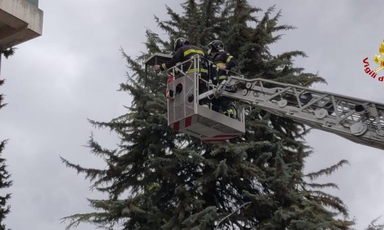 Vento forte nel Maceratese, numerosi rami caduti: tavolo scaraventato su un albero