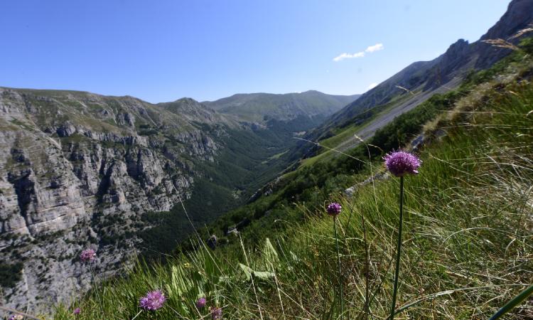 Botanici Unicam scoprono una nuova specie di pianta nella Riserva Montagne della Duchessa