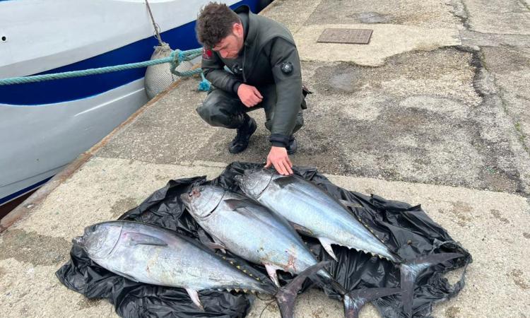 Controlli sulla filiera ittica, sequestrati 425 chili di pesce e sanzioni per quasi 33 mila euro