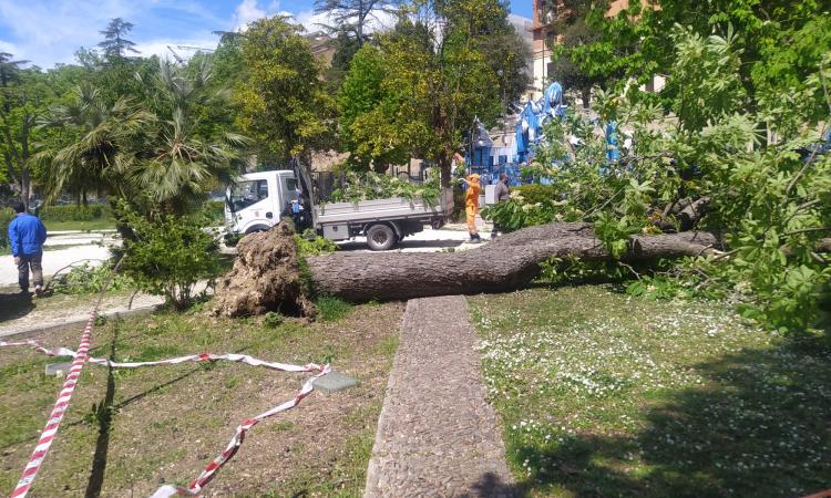 Macerata, imprevisto durante il Carnevale: grosso albero cade ai Giardini Diaz (FOTO)