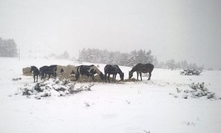 Una Giunta immobile e impopolare si è impantanata sul post sisma