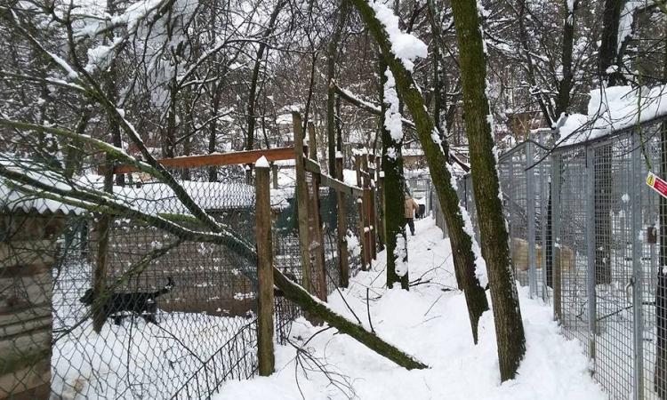 Emergenza neve: appelli per gli animali da tutta la provincia di Macerata