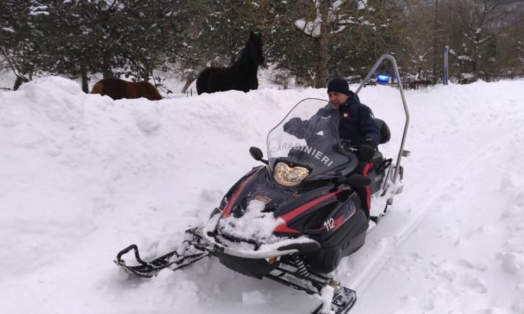 I carabinieri salvano un'anziana rimasta senza ossigeno a Fiuminata e 30 cavalli a Frontignano
