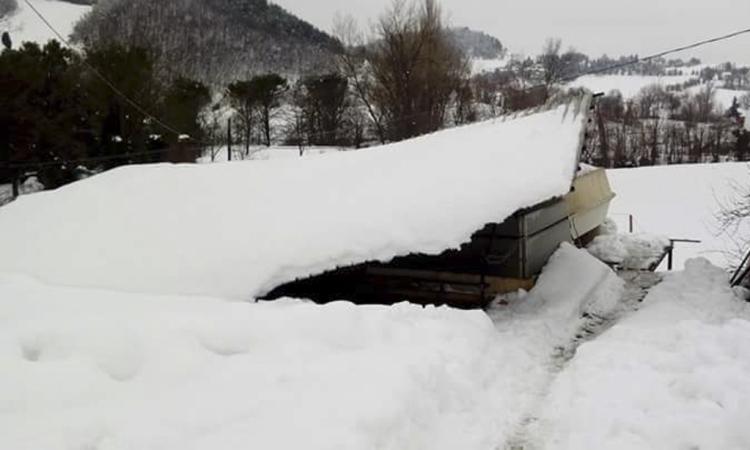Pieve Torina: crolla la stalla de "La Collina", intrappolati 150 maialini di pochi mesi
