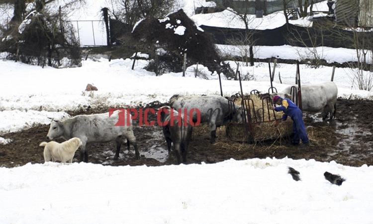 Viaggio nella neve e nel fango tra gli allevatori di Visso - FOTO e VIDEO -