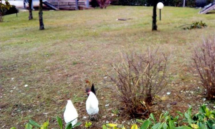 Civitanova, galline "in visita" all'ospedale cittadino