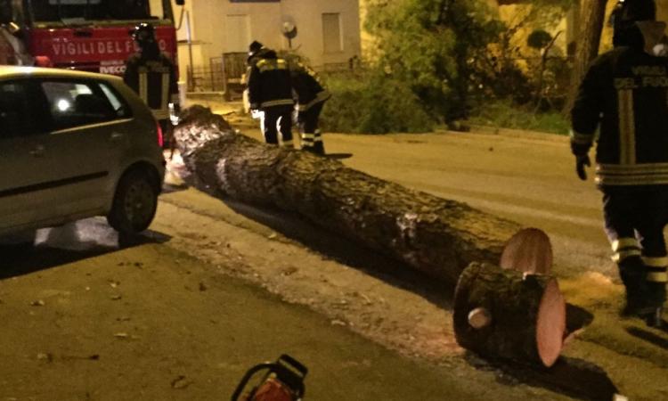 Il vento fra crollare un grosso albero: interrotta la strada da Tolentino verso le Terme Santa Lucia