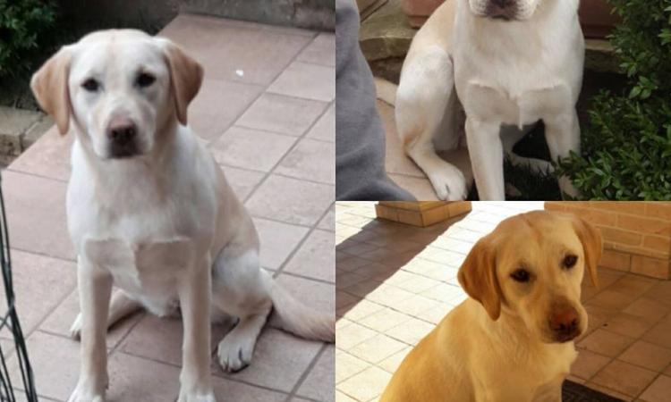 Scompare cucciolo di Labrador a Cingoli: è da venerdì che non torna a casa