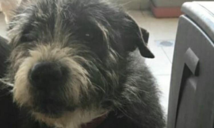 Il cane terremotato Asia è ancora in cerca di una casa