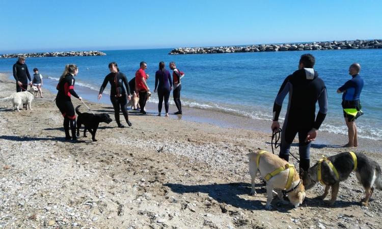 A Potenza Picena il primo corso di addestramento canile per il salvataggio in acqua