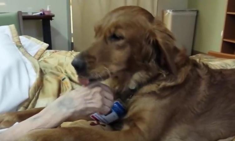 Gli portano il cane mentre è ricoverato in terapia intensiva: settempedano di 61 anni migliora improvvisamente