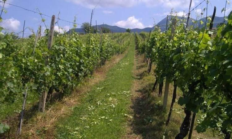 Gelate di primavera: a rischio i vigneti del Verdicchio di Matelica