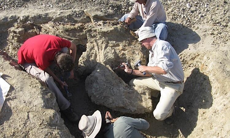 C'è anche Unicam nella squadra internazionale di geologi che ha scoperto l'antenato della balena