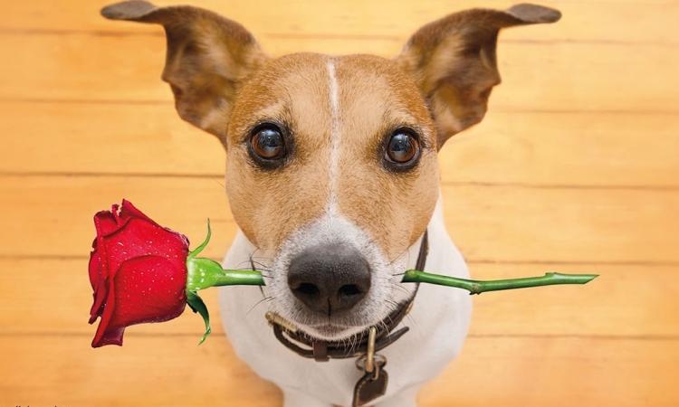 Al via la seconda edizione del Tolentino Dog Show