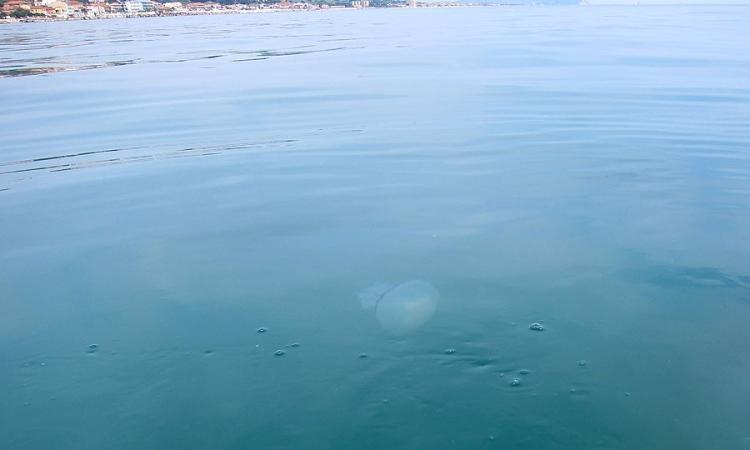 Civitanova, primi avvistamenti di meduse - FOTO - VIDEO