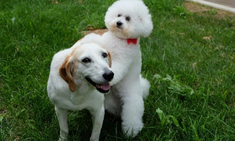 Bea in corsia: l'Rsa di Montecosaro adotta una cagnolina per la Pet Therapy